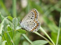 Plebejus argyrognomon 18, female, Kroonkruidblauwtje, Saxifraga-Joep Steur