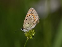 Plebeius idas 25, Vals Heideblauwtje, Saxifraga-Luuk Vermeer