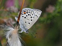 Plebejus optilete 33, Veenbesblauwtje, Saxifraga-Hans Dekker