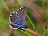 Plebejus optilete 35, Veenbesblauwtje, Saxifraga-Hans Dekker