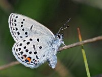 Plebejus optilete 38, Veenbesblauwtje, Saxifraga-Hans Dekker