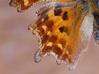 Polygonia c-album 55, Gehakkelde aurelia, Saxifraga-Ab H. Baas