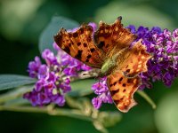 Polygonia c-album 65, Gehakkelde aurelia, Saxifraga-Ab H. Baas