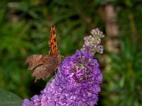 Polygonia c-album 66, Gehakkelde aurelia, Saxifraga-Ab H. Baas