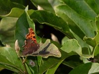 Polygonia c-album 67, Gehakkelde aurelia, Saxifraga-Ab H. Baas