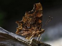 Polygonia c-album 68, Gehakkelde aurelia, Saxifraga-Luuk Vermeer