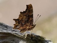 Polygonia c-album 69, Gehakkelde aurelia, Saxifraga-Luuk Vermeer