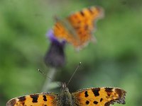 Polygonia c-album 78, Gehakkelde aurelia, Saxifraga-Luuk Vermeer