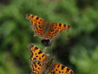 Polygonia c-album 80, Gehakkelde aurelia, Saxifraga-Luuk Vermeer