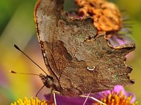 Polygonia c-album 83, Gehakkelde Aurelia, Saxifraga-Tom Heijnen