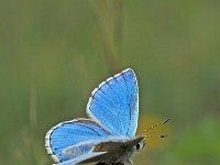Polyommatus bellargus, Adonis Blue