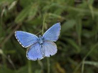 Polyommatus bellargus 77, Adonisblauwtje, Saxifraga-Willem van Kruijsbergen