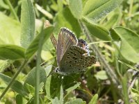 Polyommatus bellargus 87, Adonisblauwtje, Saxifraga-Willem van Kruijsbergen