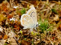 Polyommatus dorylas 15, male, Turkooisblauwtje, Saxifraga-Joep Steur