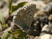 Polyommatus hispana, Provence Chalk-hill Blue