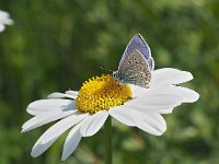 Polyommatus icarus 130, Icarusblauwtje, Saxifraga-Hans Dekker