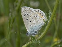 Polyommatus icarus 131, Icarusblauwtje, Saxifraga-Willem van Kruijsbergen