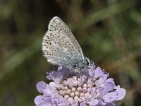 Polyommatus icarus 132, Icarusblauwtje, Saxifraga-Willem van Kruijsbergen