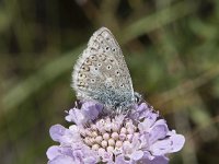 Polyommatus icarus 133, Icarusblauwtje, Saxifraga-Willem van Kruijsbergen