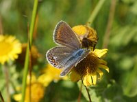 Polyommatus icarus 136,  female, Icarusblauwtje, Saxifraga-Joep Steur