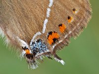 Satyrium w-album 24, Iepenpage, Saxifraga-Ab H. Baas