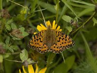 Speyeria aglaja 32, Grote parelmoervlinder, female, Saxifraga-Jan van der Straaten
