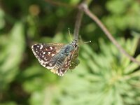Spialia orbifer 5, Oostelijk kalkgraslanddikkopje, Saxifraga-Joep Steur