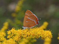 Thecla betulae 30, Sleedoornpage, Saxifraga-Hans Dekker