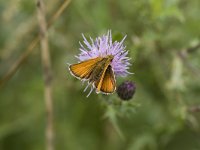 Thymelicus lineola 40, Zwartsprietdikkopje, Vlinderstichting-Henk Bosma