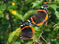 Vanessa atalanta 64, Atalanta, Saxifraga-Hans Dekker