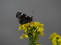 Vanessa atalanta 66, Atalanta, Saxifraga-Luuk Vermeer