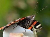 Vanessa atalanta 70, Atalanta, Saxifraga-Tom Heijnen