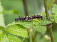 Vanessa atalanta 74, Atalanta, caterpillar, Saxifraga-Bart Heijne : 2024, Kekerdom, Millingerwaard, Vanessa atalanta, atalanta, dagvlinder, insect, juli, rups, zomer
