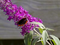 Vanessa atalanta 78, Atalanta, Saxifraga-Jan Nijendijk