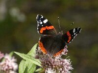 Vanessa atalanta 82, Atalanta, Saxifraga-Jan van der Straaten