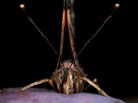 Vanessa atalanta 86, Atalanta, Saxifraga-Luc Hoogenstein : Atalanta, Lunetten, pruim