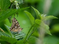 Vanessa cardui 62, Distelvlinder, Saxifraga-Ab H. Baas