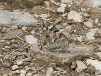 Vanessa cardui 69, Distelvlinder, Saxifraga-Willem van Kruijsbergen