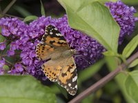 Vanessa cardui 74, Distelvlinder, Saxifraga-Willem van Kruijsbergen