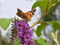 Vanessa cardui 75, Distelvlinder, Saxifraga-Tom Heijnen