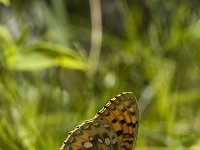 Argynnis aglaja 10,Grote parelmoervlinder, male, Saxifraga-Marijke Verhagen