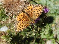 Argynnis aglaja 100, Grote parelmoervlinder, on Cirsium vulgare, Saxifraga-Kars Veling