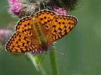 Argynnis aglaja 11, Grote parelmoervlinder, male,Saxifraga-Jan van der Straaten