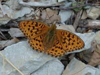 Argynnis aglaja 12, Grote parelmoervlinder, male, Saxifraga-Jan van der Straaten