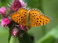 Argynnis aglaja 13, Grote parelmoervlinder, male, Saxifraga-Jan van der Straaten