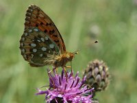 Argynnis aglaja 14, Grote parelmoervlinder, Saxifraga-Jan van der Straaten