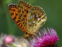 Argynnis aglaja 16, Grote parelmoervlinder, Saxifraga-Jan van der Straaten