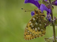 Argynnis aglaja 17, Grote parelmoervlinder, Vlinderstichting-Kars Veling