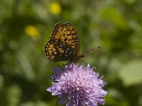 Argynnis aglaja 18, Grote parelmoervlinder, Saxifraga-Willem van Kruijsbergen