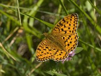 Argynnis aglaja 22, Grote parelmoervlinder, Saxifraga-Willem van Kruijsbergen